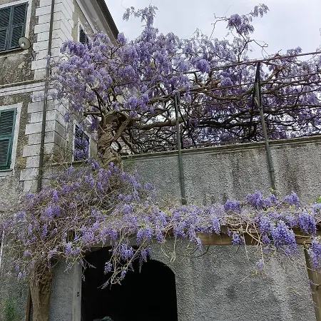 A.a.u.t. Il Glicine E Le Rose